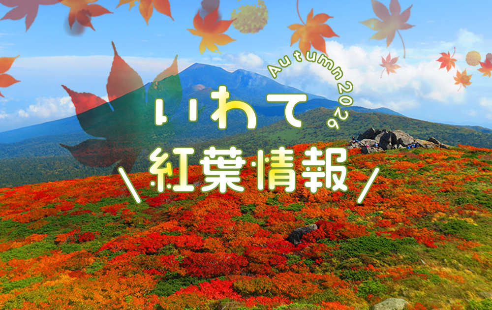 紅葉情報