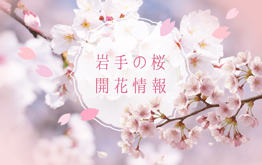 桜開花情報