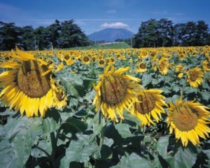 Sunflower field and Mt. Iwate