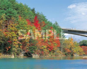 森の大橋と紅葉