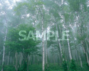 White birch forest in Hiraniwa Kogen