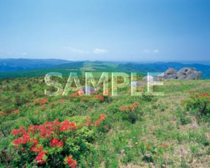 Taneyama Plateau Mt.