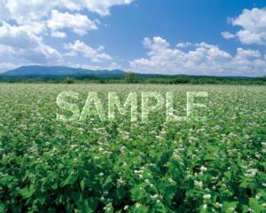 Buckwheat flowers (background is Mt. Nishi)