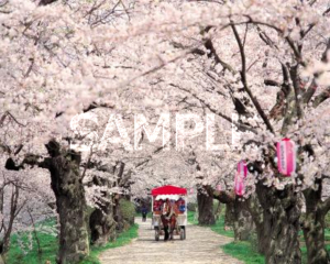 Kitakami Cherry Blossom Festival (Exhibition Area)