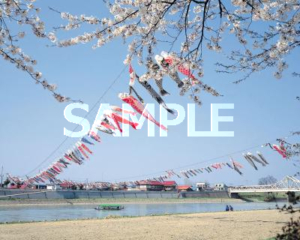 기타가미 전승지 벚꽃 축제