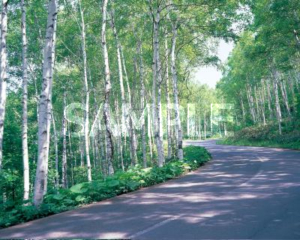 Hiraniwa Kogen (white birch tree line)