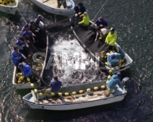 河钓鲑鱼 H20 岩手-平泉旅游宣传活动 选定。