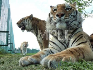 岩手野生動物園2（孟加拉虎）