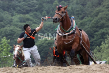 556 Tono City_Tohoku Horsepower Tournament①_(Summer)