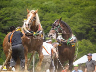 557 Tono City_Tohoku Horsepower Tournament②_(Summer)