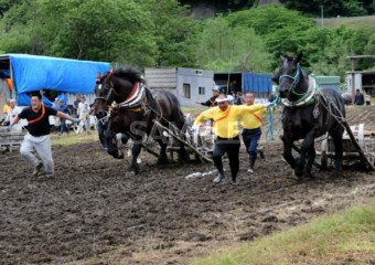 558 Tono City_Tohoku Horsepower Tournament③_(Summer)