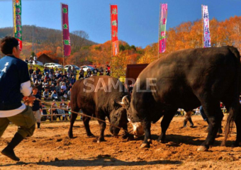 583 Kuji City_Hiraniwa Bullfighting Tournament①_(Autumn)