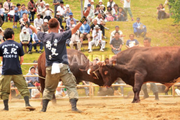 584 Kuji City_Hiraniwa Bullfighting Tournament②_(Summer)