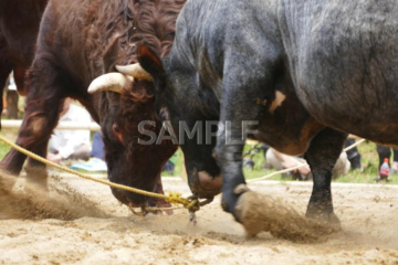 585 Kuji City_Hiraniwa Bullfighting Tournament③_(Summer)