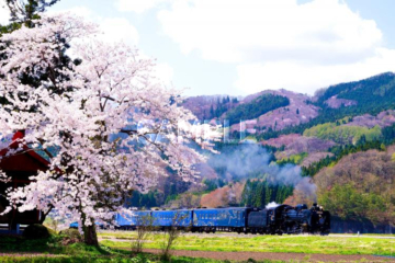 650 遠野市_ＳＬと桜①_（春）桜