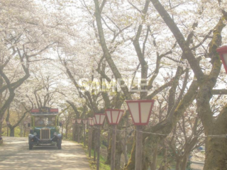 671 Hanamaki City_Retro Taxi_(Spring)