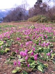 봄의 야마노쿠사