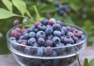 採摘藍莓，製作果醬