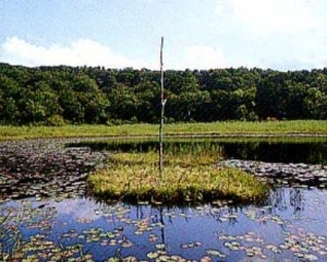 汤川沼泽的浮岛（被县指定为天然纪念物）。