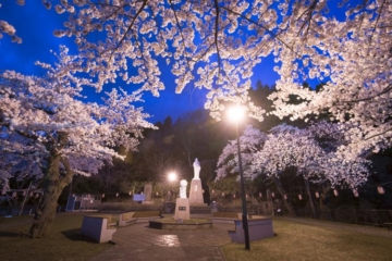 เทศกาลดอกซากุระที่สวนสาธารณะยาคุชิ