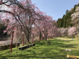 Esashi Cherry Blossom Festival