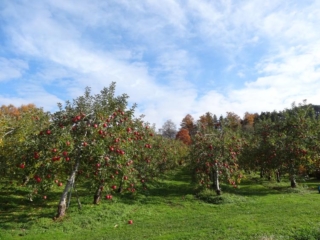 金田一温泉観光りんご園 りんご摘み取り体験会（※中止となりました）