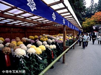 Chusonji Chrysanthemum Festival