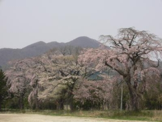 一排排櫻花樹在前燕山苗圃