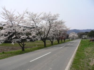 清津濃的一排排櫻花樹