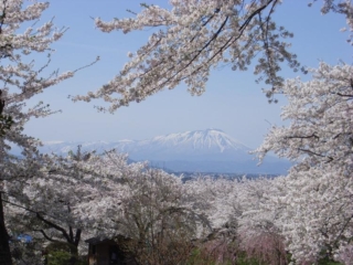 시로야마 벚꽃 위크