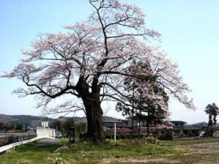Kitadate cherry blossoms