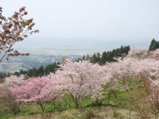 Saigyo Sakura Forest