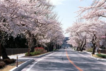 Cherry blossom trees along Hiraizumi Prefectural Route 300 (former National Route 4)