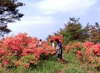 京冢山的杜鵑花