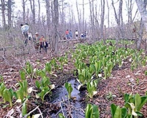 Skunk cabbage from Sadato Plateau
