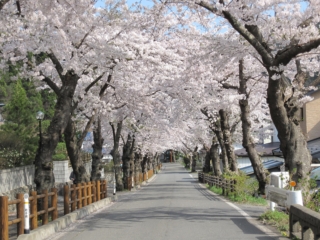 Row of cherry blossom trees in Hongo, Totancho