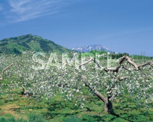 リンゴの花と岩手山