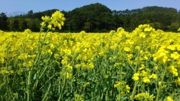 Canola flower field in Shizukuishi town