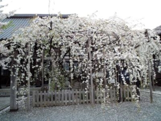 Morioka Weeping Cherry (National Natural Monument)