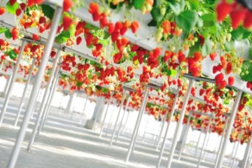 기타가미 딸기 정원