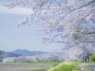 Nagasawa river cherry blossoms