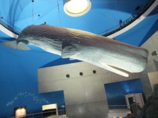 พิพิธภัณฑ์วิทยาศาสตร์ปลาวาฬและทะเล
