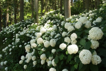 สวนดอกไฮเดรนเยียมิชิโนกุ