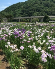 สวนสาธารณะคินชูโกะ คาวาจิริ สวนดอกไอริส