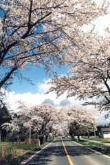 樱花走廊（397 号公路沿线的樱花树）。