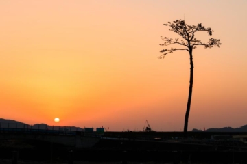 Takada Matsubara and the miraculous single pine tree