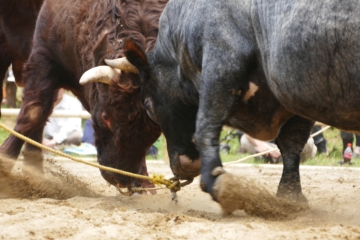 Hiraniwa Bullfighting Tournament Wakaba Place
