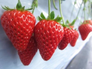 JA Iwate Furusato Produce Raimukun 草莓园（*已关闭）