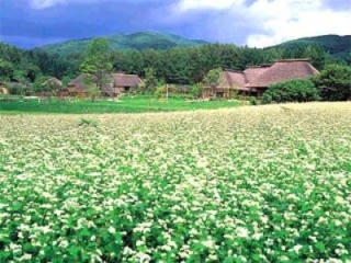 토노 고향 마을 정원 마무리~가을의 수확제~