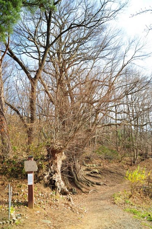 天ヶ塚 観光スポット いわての旅